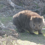 Wombat - Tasmanie - Australie