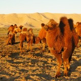 Dunes de Khongor