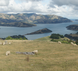 Banks Peninsula - Nouvelle-Zélande