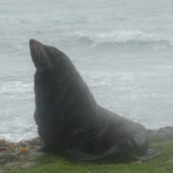 Kaikoura - Nouvelle Zelande 3