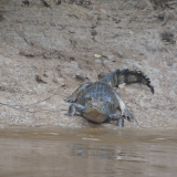 11. Trajet en pirogue - Alligator - Pampa - Rurre - Bolivie