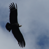 50. Arequipa - Condors - Colca Canyon