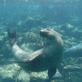 181. Galapagos - Jour 11 - Santa Fe -Snorkeling