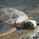 92. Galapagos - Jour 6 - Tortues